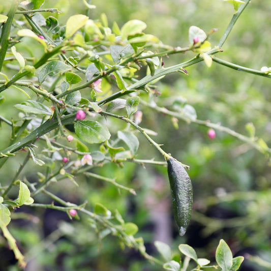 Fingerlimes