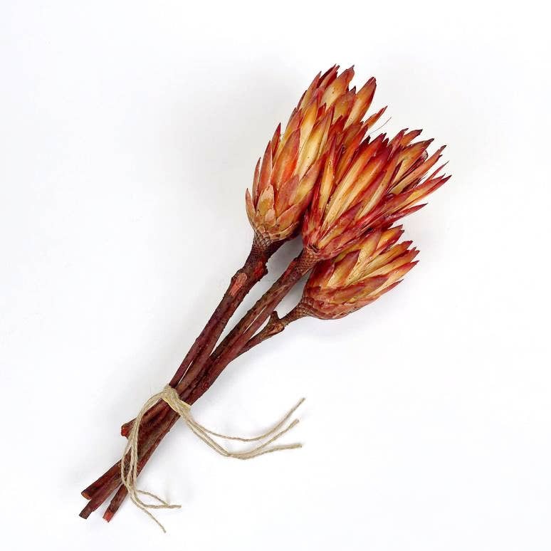 Dried Protea Stems Bundle